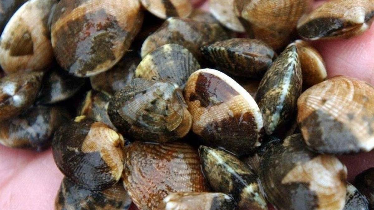 All of Whatcom County, including all of Point Roberts and all of Larrabee State Park, is now closed to the harvest of molluscan shellfish due to the presence of paralytic shellfish poisoning biotoxin.