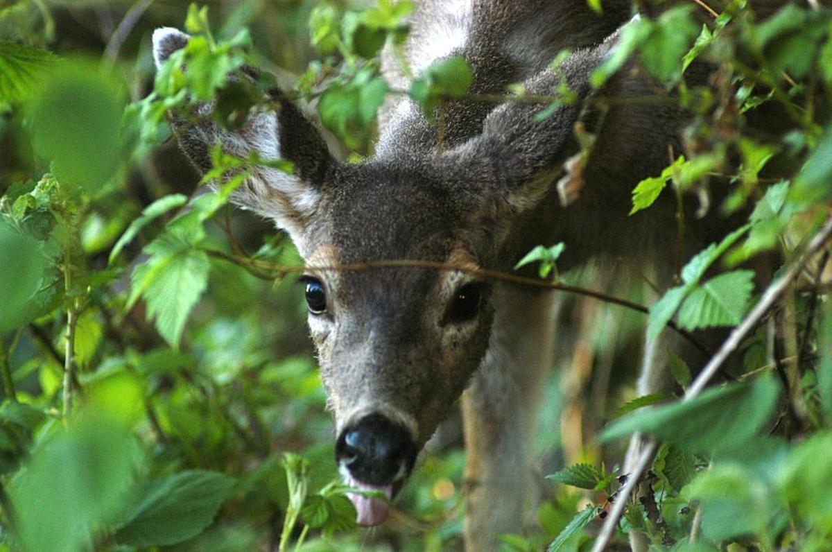 A yearling black-tailed deer on Lakeway Drive. The Bellingham City Council is considering a ban on feeding wild deer in city limits.