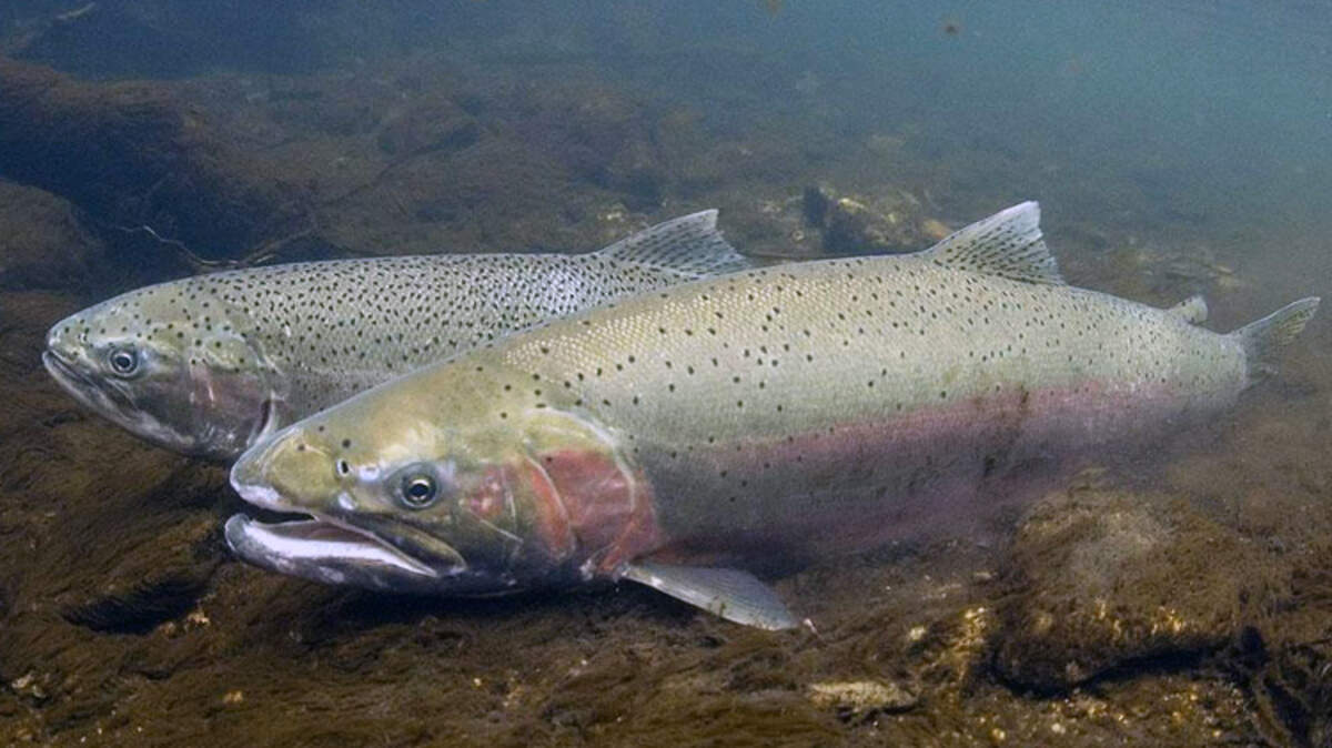 skagit steelhead