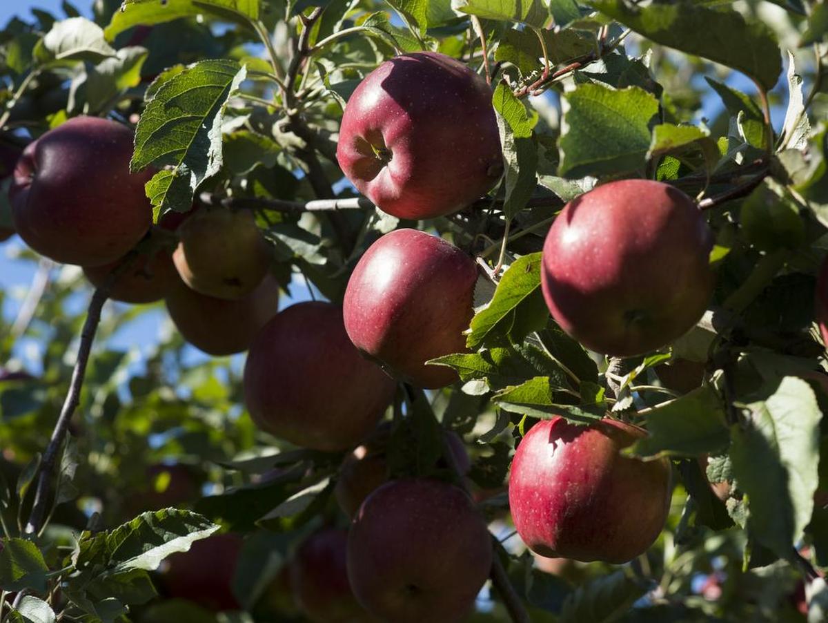 Apples nearing harvest time at Cloud Mountain Farm Center in Everson.