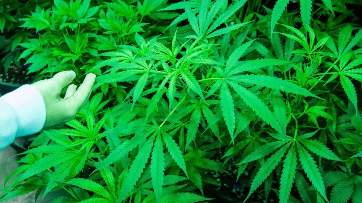 
Lynden plans to ban growing, processing or selling recreational marijuana inside city limits and if so would be the first Whatcom County city to do so. 
