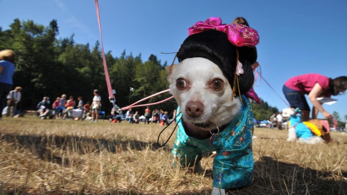 Blossom, owned by Nyla Wright, dressed up for the costume contest at the Whatcom Humane Society’s annual Dog Days of Summer Festival at Lake Padden in 2011.