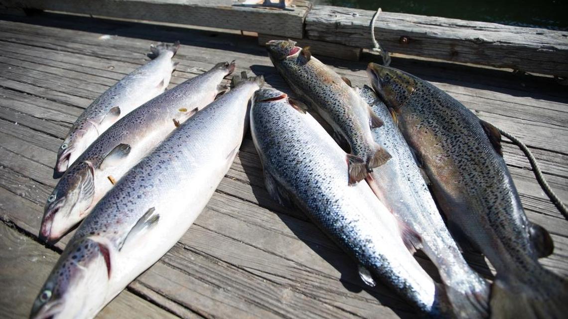 Luke Kinley of Whatcom County caught these Atlantic salmon while fishing near the Samish River Tuesday, August 22. A fish farm off Cypress Island collapsed August 19, releasing thousands of the non-native fish into the Salish Sea.