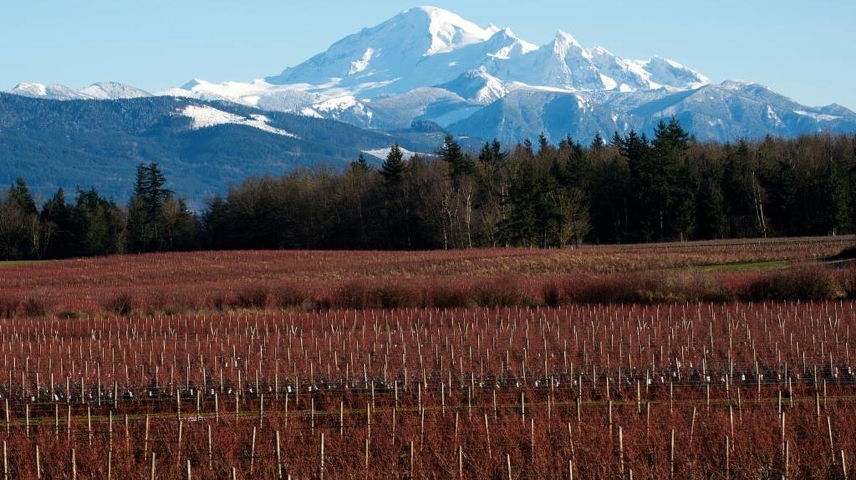 Mount Baker, which is an active volcano, as seen from Hannegan Road on Dec. 31, 2015, near Lynden.