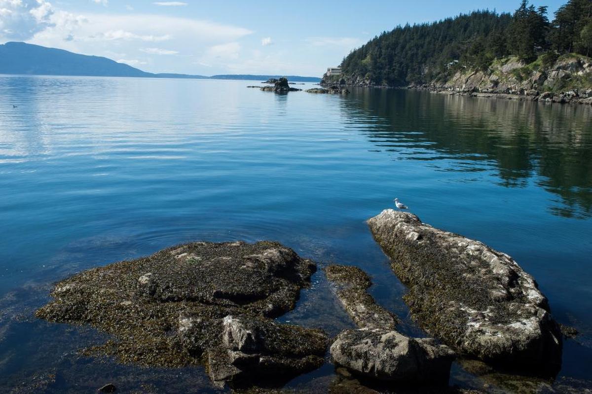 A seagull rests on rock near the shoreline at Larrabee State Park south of Bellingham, Wash. on Thursday, April 20.