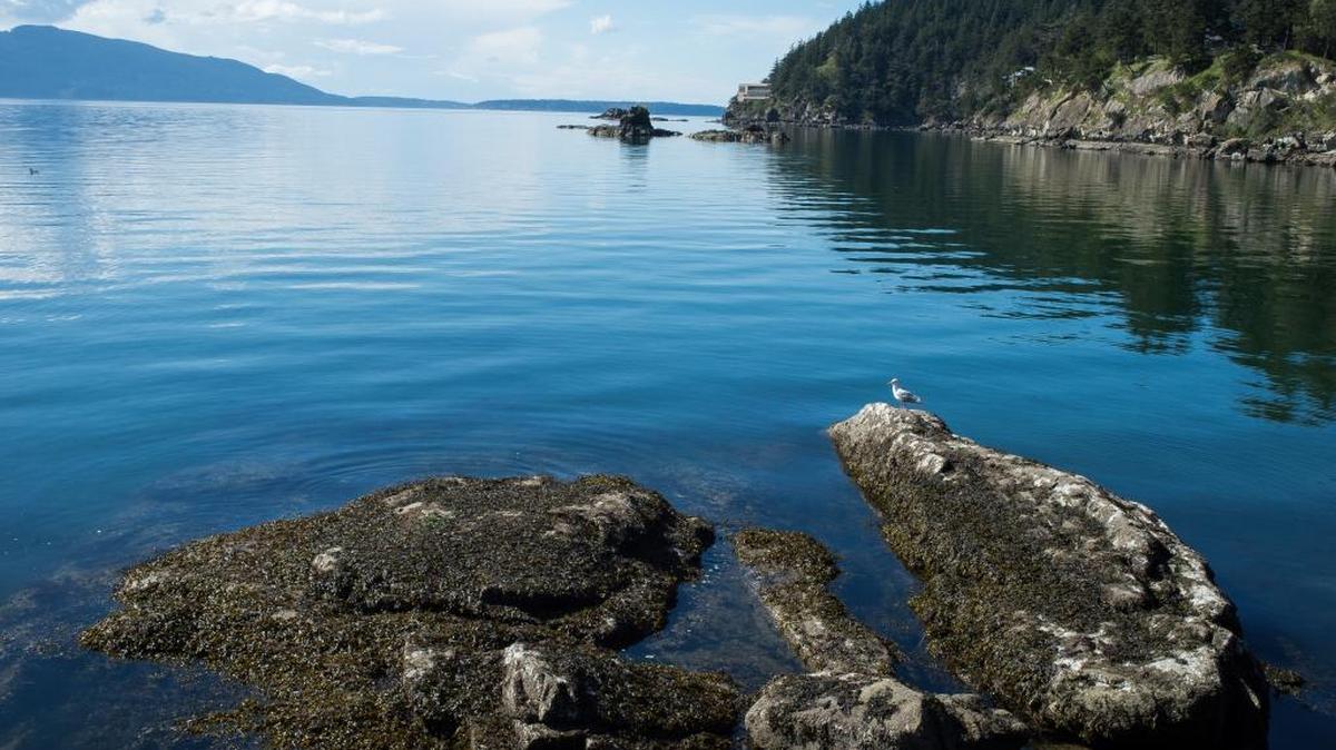 A seagull rests on rock near the shoreline at Larrabee State Park south of Bellingham, Wash.