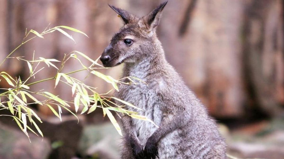 A 2-foot wallaby, similar to this one at Zoo Boise, has been reported on the loose in Ferndale. People should call 911 if they spot it; don’t chase it, advises an expert.