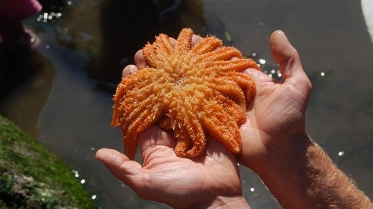 A visitor to Larrabee State Park south of Bellingham shows a sunflower star found at the park’s tide pools in 2010.