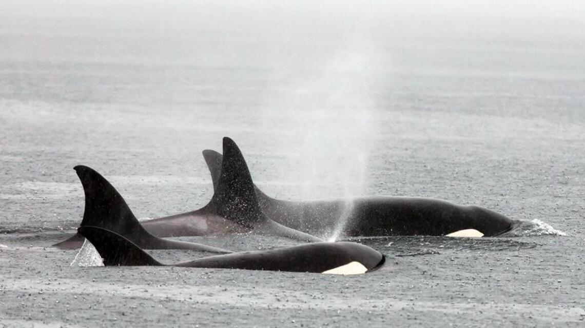 Bigg’s orca whale sightings are up in Northwest WA. Here’s what we know