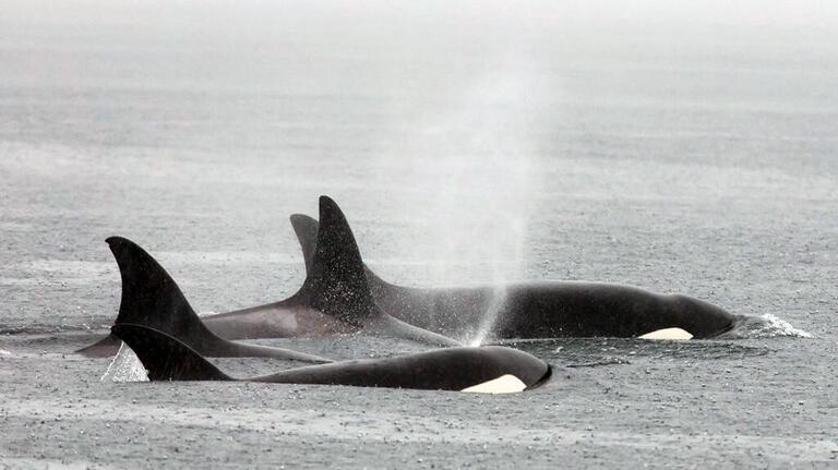 Bigg’s orca whale sightings are up in Northwest WA. Here’s what we know