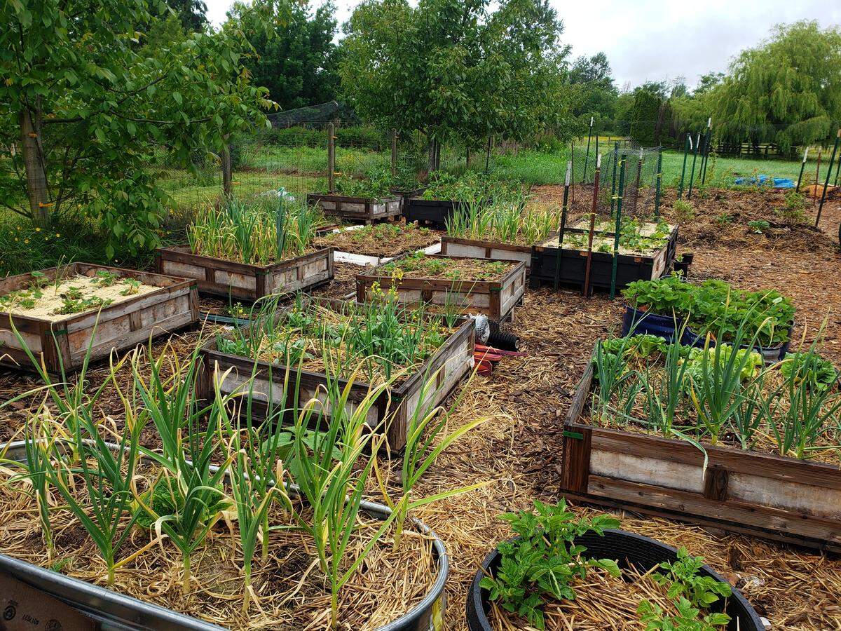 A mini backyard farm is growing produce to be distributed to the community by the Birchwood Food Desert Fighters in Bellingham, Wash.
