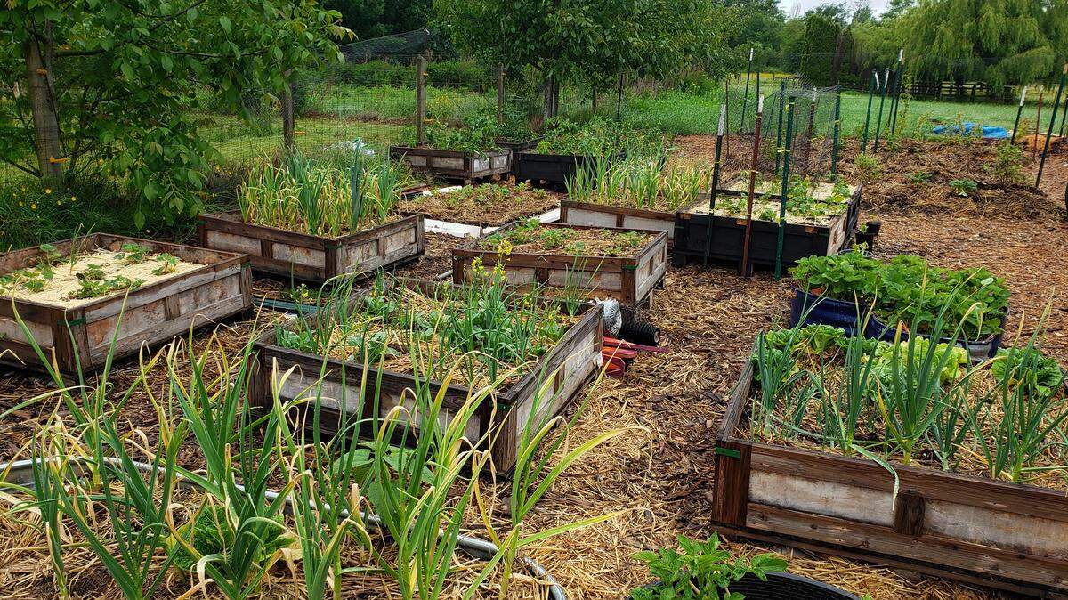 A mini backyard farm is growing produce to be distributed to the community by the Birchwood Food Desert Fighters in Bellingham, Wash.