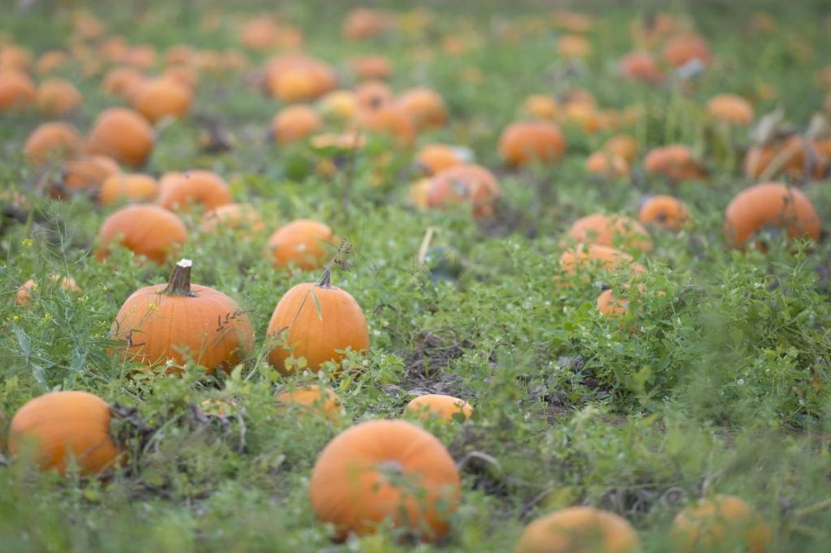 A thief stole a boat motor from a Blaine resident’s fenced back yard, then had the audacity to steal the man’s prize pumpkin right out of its patch. Presumably none of these pumpkins at BelleWood Acres north of Bellingham, as shown in September 2014, were similarly heisted.