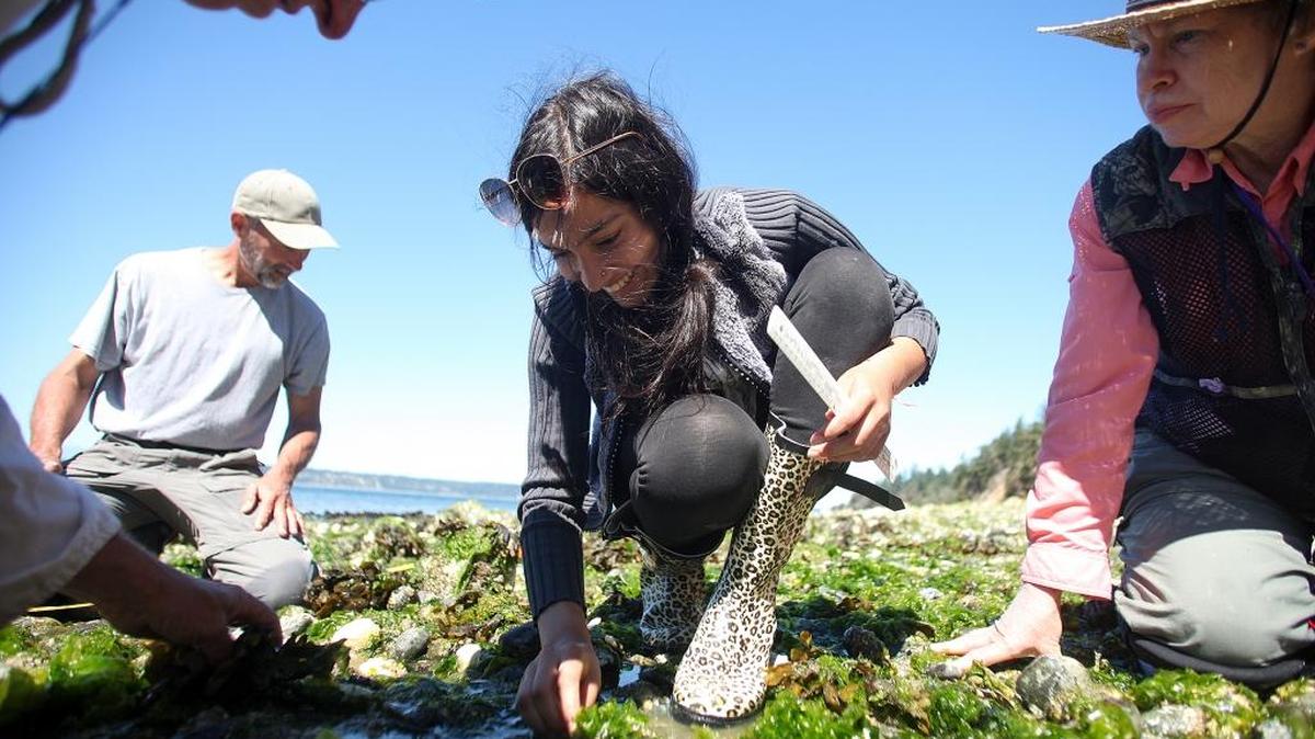 
Edmonds Community College biology student Jessica Pal (center) picks through sand and rocks in search of sea stars during a survey at Camano Island State Park on July 30, 2015. Since summer of 2013, 90 percent of local sea-star populations have died off as a result of sea-star wasting disease.
