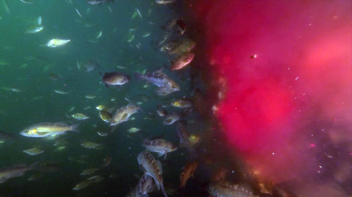 In the screengrab from video, rockfish and perch feed on bloody effulent from a salmon packing plant in Tofino, B.C. The video was shot in British Columbia by Tavish Campbell, a photographer and fish-farm opponent, and was first broadcast by CTV News.