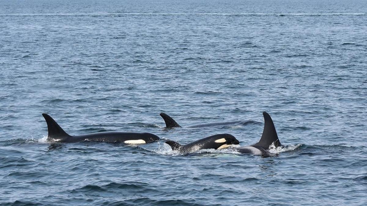 J50, nicknamed Scarlett, seen with the J16 family, is one of 8 orcas born in 2015 that is still alive, researchers say.