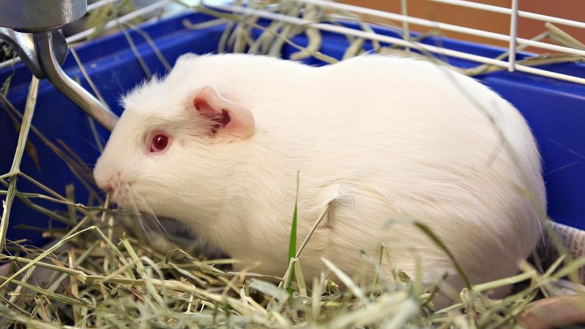 12 Strays of Christmas: River just needs a box to call his own, and some leafy greens