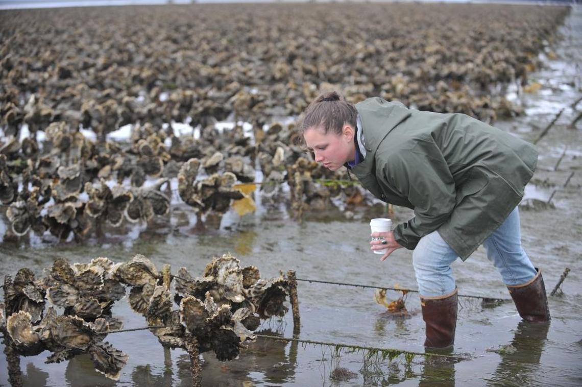 An employee inspects pacific oysters at Taylor Shellfish Farms at Samish Bay in 2010. Taylor Shellfish is now combating ocean acidification at its oyster seed hatcheries throughout the state, gathering real-time information about the acidity of the water where its seeds are growing.