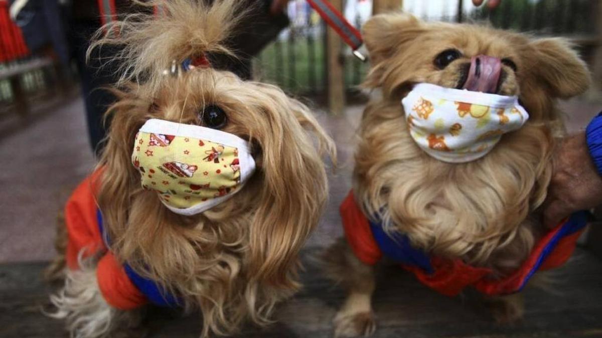 Veterinarians are warning pet owners about an outbreak of canine influenza, or dog flu, as it quickly spreads through most of the country.