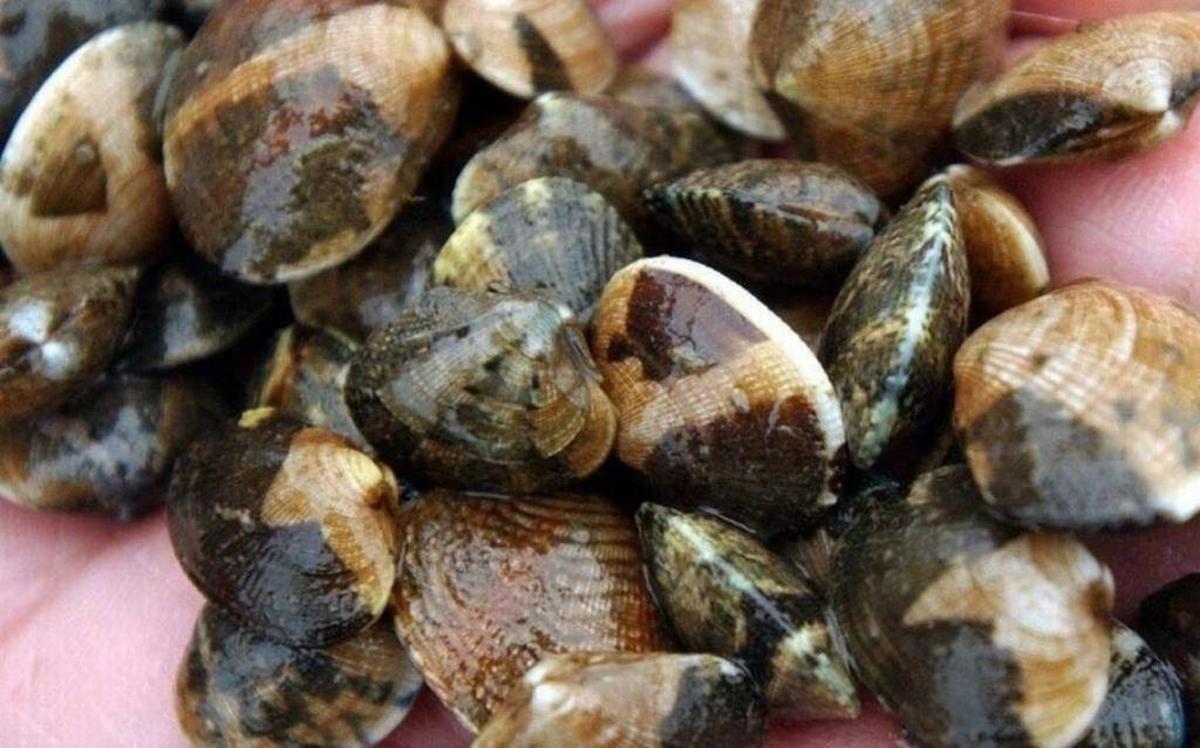 Washington state is home to several beaches where you can harvest shellfish.