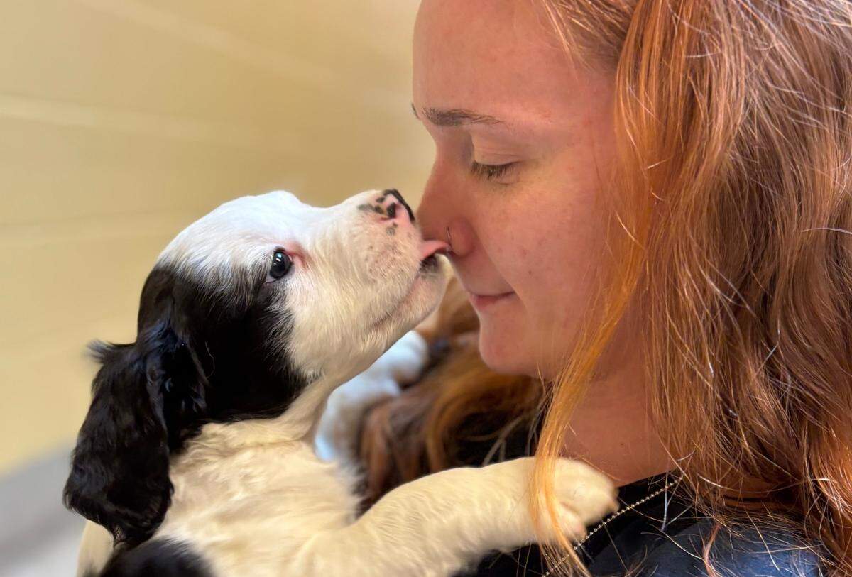 Whatcom County Humane Society care staff member Emma Bocook gets a kiss from one of a litter of nine puppies turned over to the shelter Feb. 23.