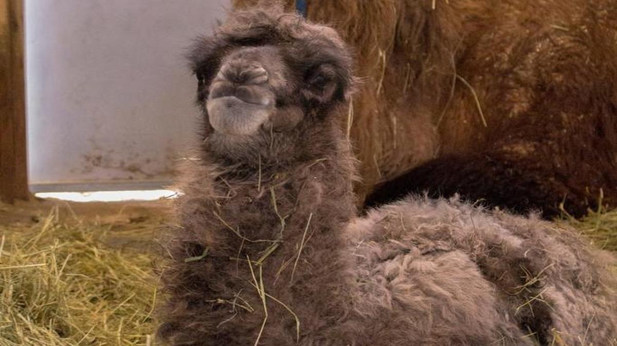 Qatar, a Bactrian camel at Camel Safari northeast of Bellingham, gave birth to a female calf during the windstorm on Wednesday, March 9, 2016. The baby camel, not yet named, was about 70 pounds at birth.