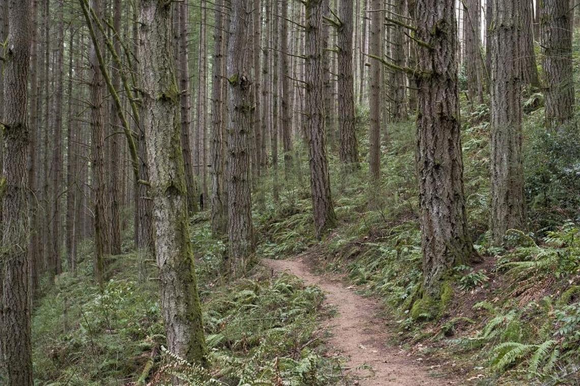 Oyster Dome Trail on Blanchard Mountain pictured on Monday, Jan. 16, 2017.
