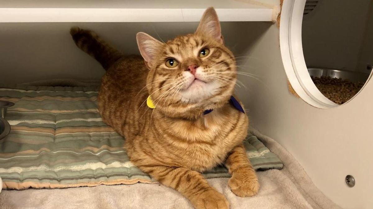 12 Strays of Christmas: Mercury is an indoor-only cat
