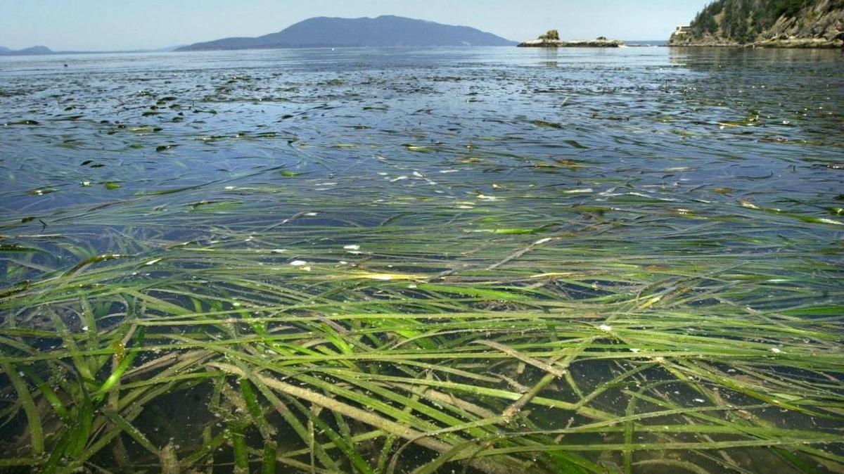Eel grass grows close to shore at Larrabee State Park.