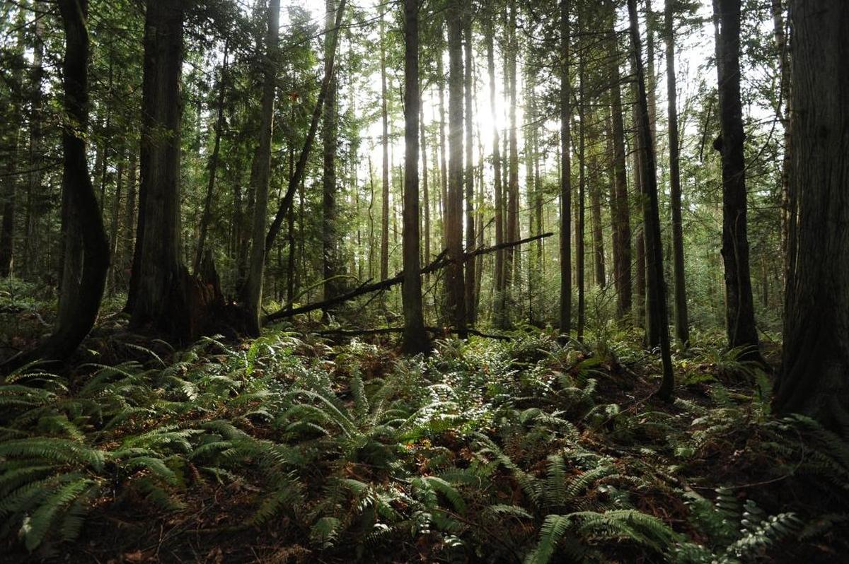 The Chuckanut Community Forest is an 82-acre swath of natural space south of Bellingham’s Fairhaven neighborhood. The city is currently developing a master plan for the space, after purchasing it for $8.23 million in 2011 to protect it from development.