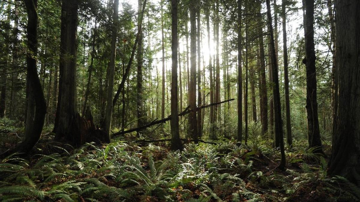 A view of the 82-acre Chuckanut Ridge from Feb. 4, 2013. The Washington State Supreme Court won’t review a lawsuit that claimed the park district created to help buy the land, now known as the Chuckanut Community Forest, and the tax for it were illegal.