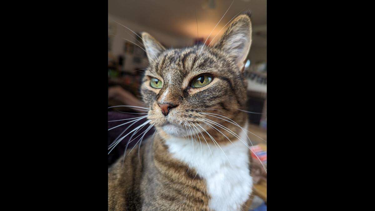 Icarus Bon Jovi Smith was adopted from the Whatcom Humane Society as a kitten.