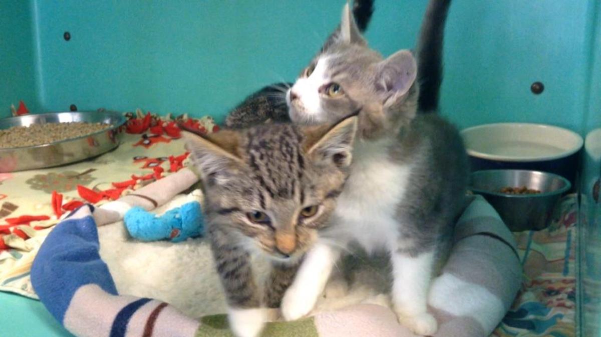 Mercedes and Tesla, about two months old, were abandoned near the Canadian border, then rescued and taken to the Whatcom Humane Society shelter. They could be available for adoption soon.