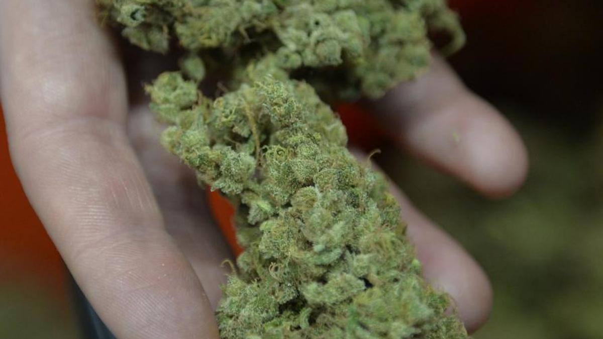 
Nick Cihlar of Bellingham, Wash., co-owner of Subdued Excitement Inc., shows off marijuana ready to be packaged at the pot-growing company in nearby Ferndale on April 13, 2015.
