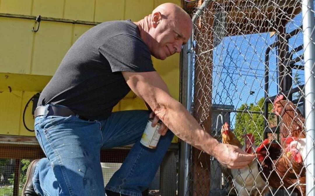 Bob Jones feeds chickens at his home in the Roosevelt neighborhood of Bellingham, Oct. 11, 2016. Jones has lost a bunny and three chickens to raccoon attacks.
