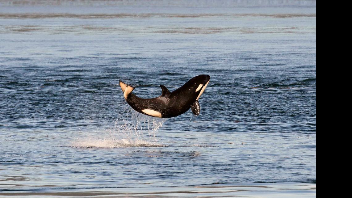Whale-watching crews say Salish Sea’s orca calves are doing well