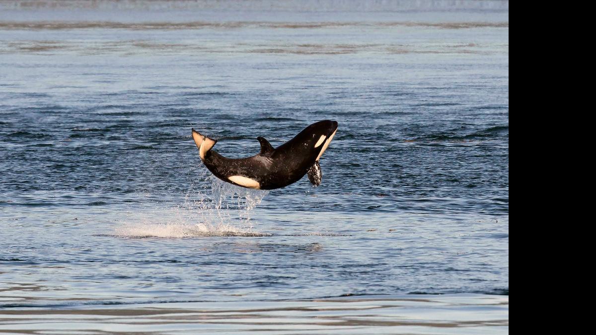 
Orca calf J51 leaps into the air in Haro Strait, west of San Juan Island, on Saturday, July 4, 2015, in thisa photo by naturalist Clint Rivers of Eagle Wing Tours in Victoria, BC.
