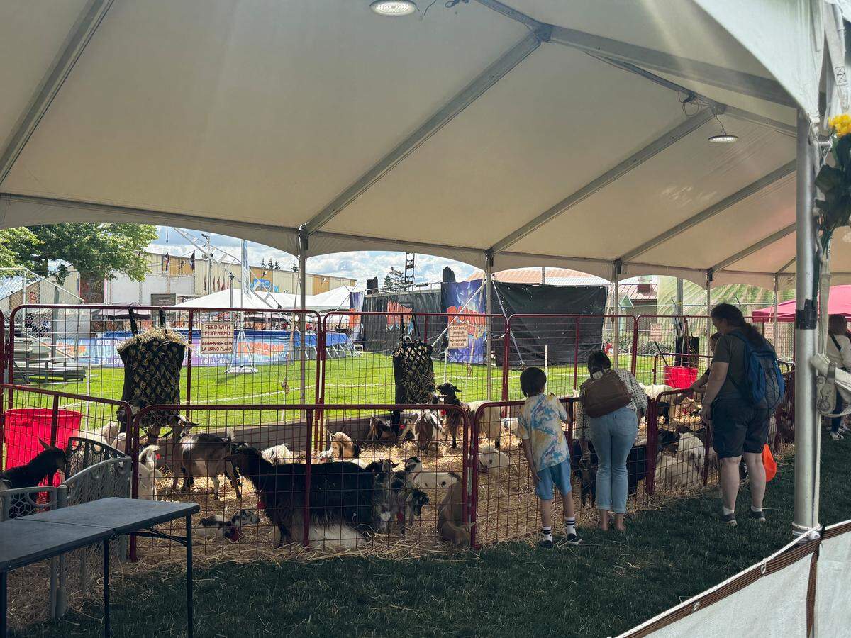 A barnyard animal petting zoo.