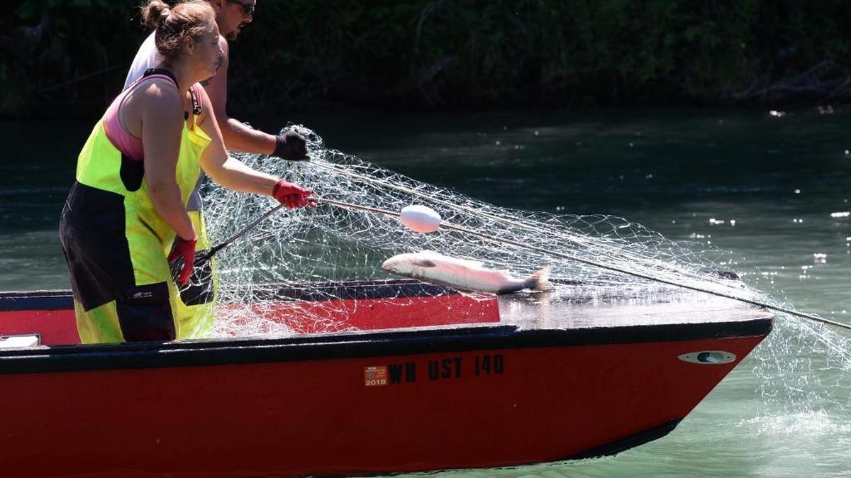 Upper Skagit tribal fishers Lee Washington and his wife Jennifer Washington set their gillnets for sockeye salmon on the Baker River near the town of Concrete, Washington, July 5, 2017. The sockeye returned to the Baker River by the tens of thousands during the 2017 season – enough to provide sport for recreational and tribal fishers and to provide enough breeding fish to keep the run healthy.