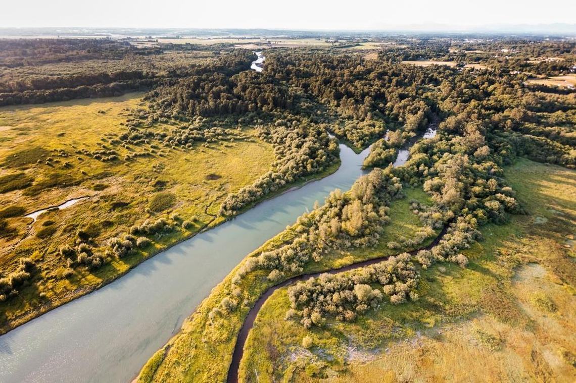 Decades of effort to bolster Nooksack River salmon have been unsuccessful. Much of the river’s watershed has been logged, farmed and paved since the arrival of the first white settlers and now lacks the natural log jams that once provided deep, cold-water pools for migrating fish.