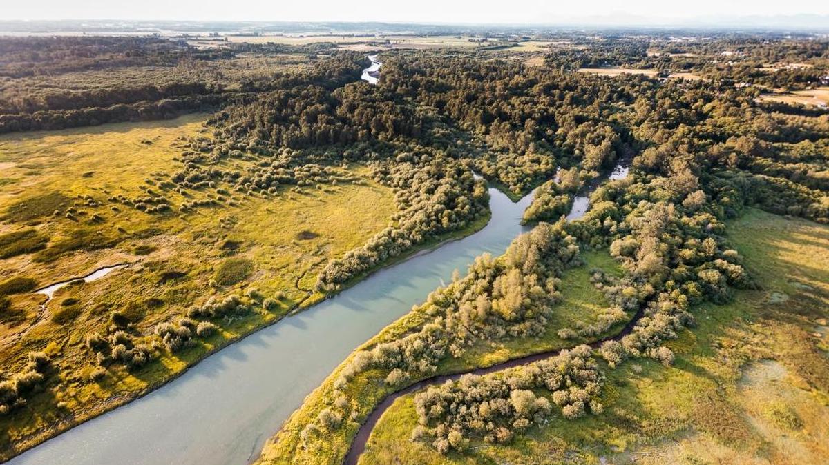 Decades of effort to bolster Nooksack River salmon have been unsuccessful. Much of the river’s watershed has been logged, farmed and paved since the arrival of the first white settlers and now lacks the natural log jams that once provided deep, cold-water pools for migrating fish.