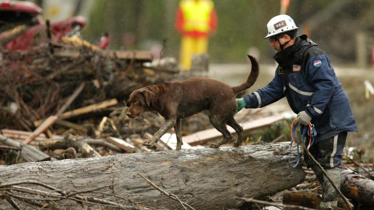 A search dog walks on a tree as the search continued in Apring 2014 for the remaining missing victims of the massive deadly mudslide that hit the community of Oso, Wash.