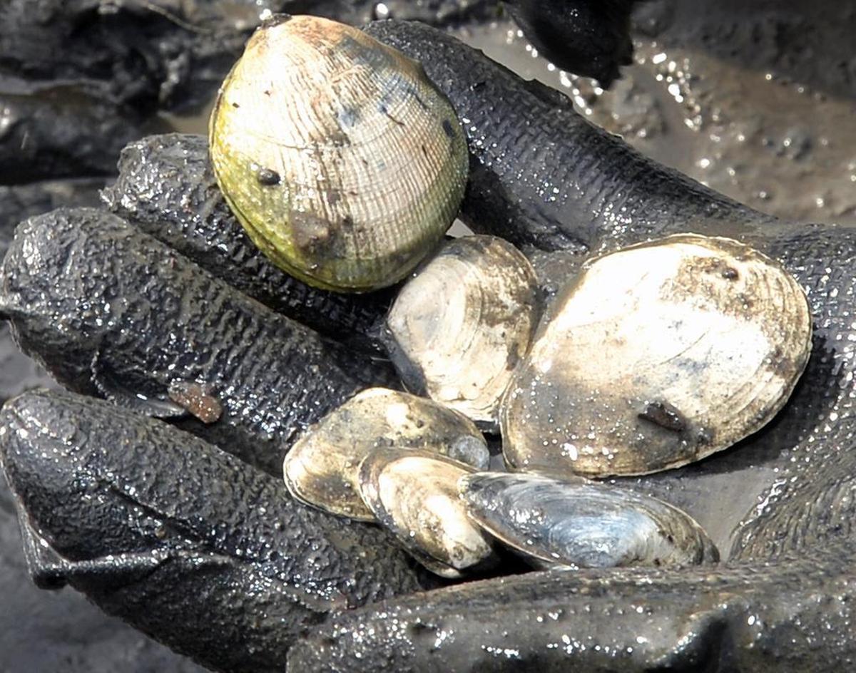 Volunteer Bob Lemon holds out a collection of clams found during a clam survey in Mud Bay on April 2014.