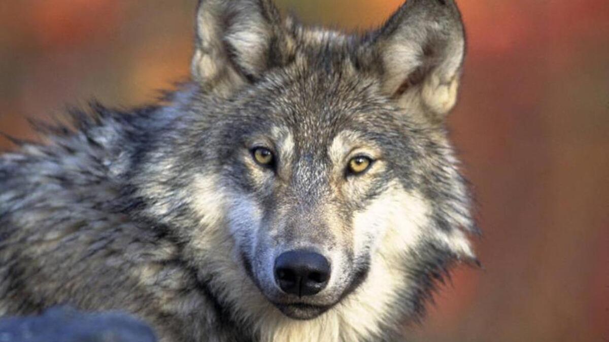 Wolf sighting reported in Whatcom County, state reacts | Bellingham Herald