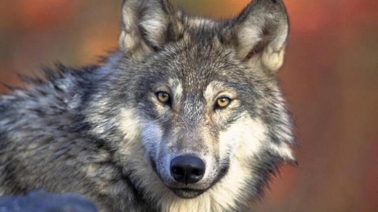 Was that a wolf in Whatcom County? Here’s what state wildlife officials say