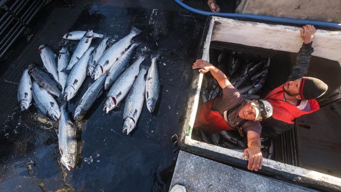 Farm-raised Atlantic salmon caught off Point Williams, Wash. after more than 150,000 Atlantic salmon escaped from a net pen at Cypress Island. State officials awarded the Lummi Nation tribe this week for its emergency response. Tribal fishers captured 90 percent of all the fish recovered.