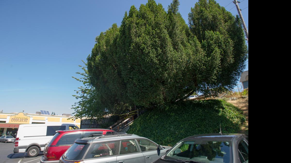 
The yew tree above the parking lot at the downtown Community Food Co-op in Bellingham on Monday, July 20.The co-op plans to remove the tree to expand its parking lot and is facing opposition from people who've signed an online petition.
