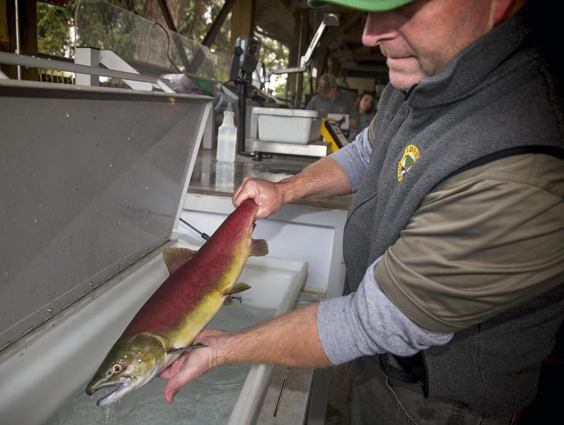 Travis Brown, assistant manager of Idaho Fish and Game’s Eagle Fish Hatchery, removes a sockeye salmon from a sedation cooler as a team catalogs data in September 2017. Sixteen sockeye were transported from their spawning run near Redfish Lake as part of this program.
