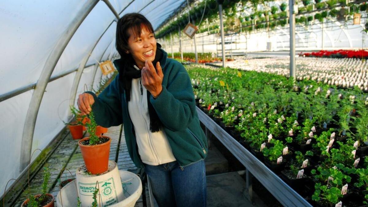 A Cascade Cuts employee helps ready its greenhouses in 2008.