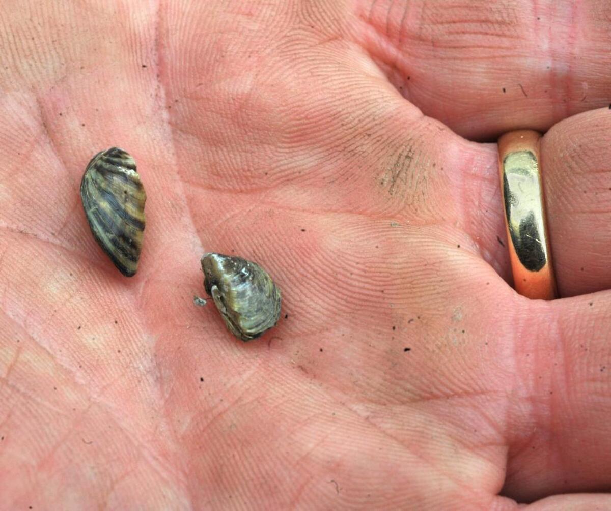 Zebra mussels can damage water intakes, docks and boats. Infestations can close recreation areas, and affect the taste and odor of drinking water – increasing costs for treating drinking water.